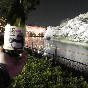 cerisier en fleur au japon